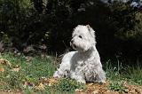 WESTIE 017